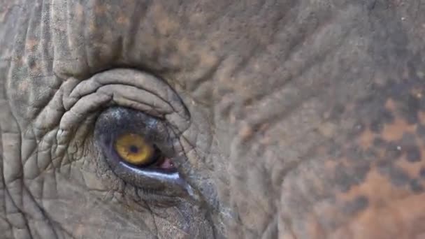 Primer Plano Ojo Elefante Asiático Rescatado Santuario Vida Silvestre — Vídeos de Stock