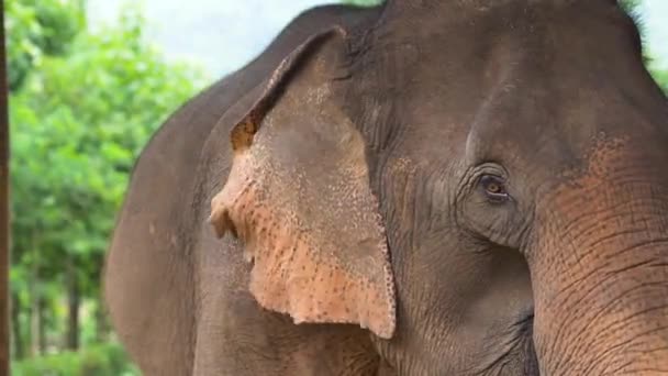 Gajah Asia Mengepakkan Telinga Suaka Margasatwa Gerak Lambat — Stok Video