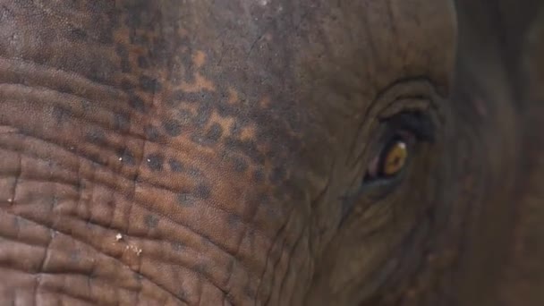 Detailní Záběr Tvář Zachráněného Asijského Slona Útočišti Divoké Zvěře Zpomalení — Stock video