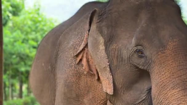 Elefante Asiático Batendo Orelhas Santuário Vida Selvagem — Vídeo de Stock
