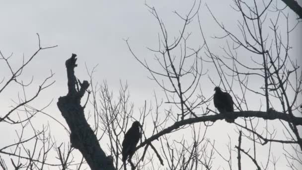 Dos Buitres Posados Una Rama Árbol Moribunda Uno Deja Otro — Vídeo de stock