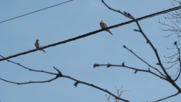 Dos Palomas Encaramadas Alambre Con Una Rama Árbol Soplando Primer — Vídeos de Stock