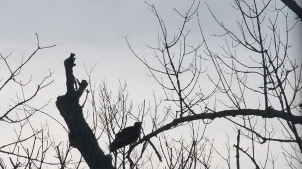 Large Vulture Takes Dead Tree Branch — Stock Video