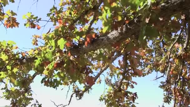 Листя Гілки Дерева Змінюють Кольори — стокове відео