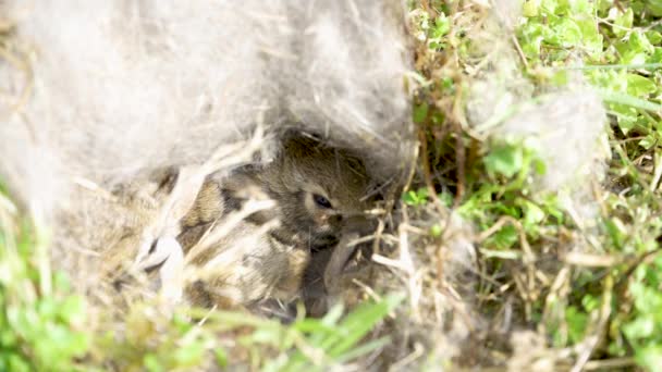 Wild Baby Bunnies Nest — Stock Video