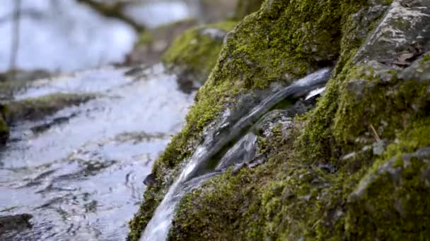 Een Frisse Stroming Van Water Stroomt Uit Het Mos Bedekte — Stockvideo