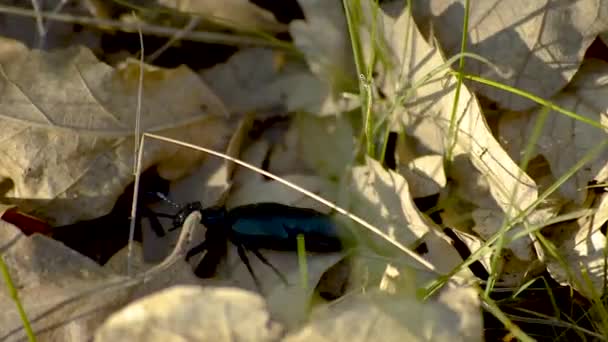 Büyük Siyah Böcek Düşmüş Kahverengi Yaprakların Arasından Geçerek Yerçekimine Karşı — Stok video