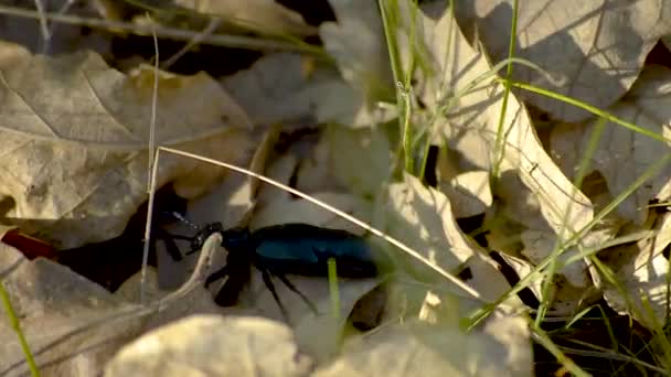 Grande Scarabeo Nero Sulla Sua Strada Attraverso Foglie Marroni Cadute — Video Stock