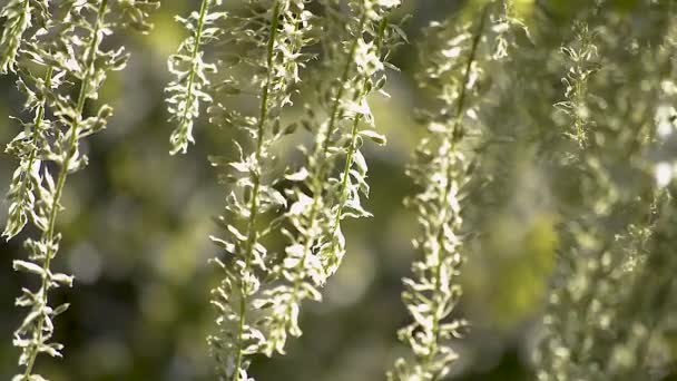 Flores Glicina Blanca Casi Florecientes Colgando Segando Una Suave Brisa — Vídeos de Stock