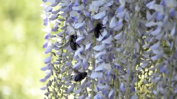 Ogromne Czarne Pszczoły Cieśla Latające Zbierające Nektar Wiszących Purpurowych Kwiatów — Wideo stockowe