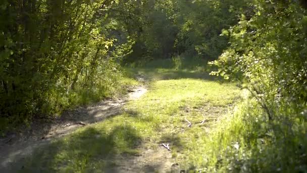 Meşgul Küçük Sinekler Böcekler Eski Orman Yolu Üzerinde Ağaçlardan Yapılmış — Stok video