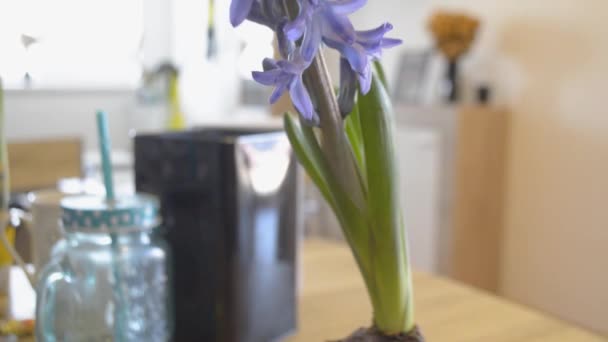 Lovely Purple Bellflower Blooming Kitchen Countertop Living Room Background Tilt — Stock Video