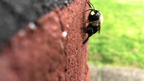 Bumblebee Muro Mattoni — Video Stock