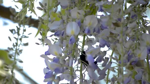 Kocaman Siyah Marangoz Arısı Bir Salkımın Mor Çiçeklerinde Sürünüyor — Stok video
