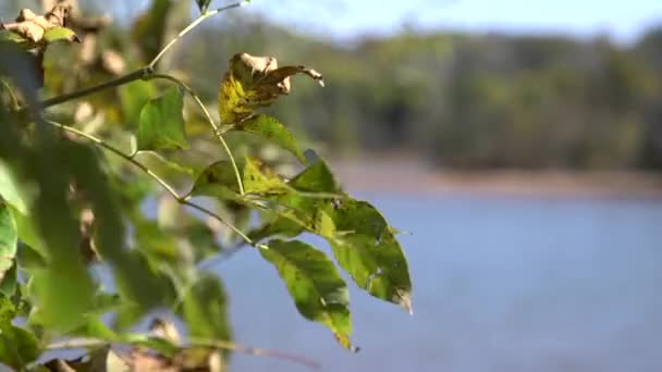 Blad Som Blåser Vinden Över Sjö — Stockvideo