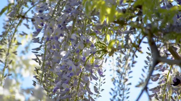 Branches Purple Flowers Wisteria Tree Hanging Gentle Breeze While Busy — Stock Video