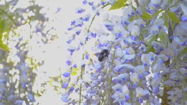 Duży Czarny Stolarz Pszczoła Latający Kwiatu Kwiatu Fioletowy Wisteria Drzewo — Wideo stockowe