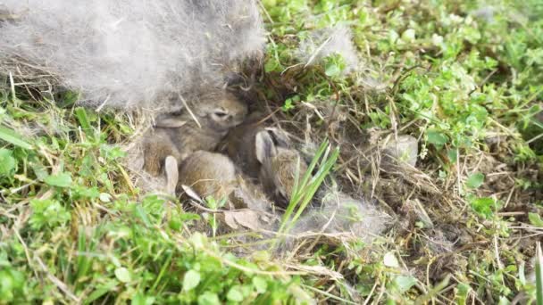 巣の中の野生の赤ちゃんウサギ — ストック動画