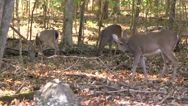 Cervo Femmina Nella Foresta — Video Stock