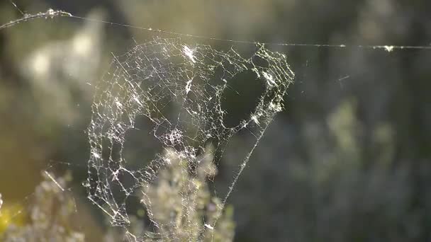 暖かい春の朝に風に吹かれながら放棄されたクモの巣 まだショット — ストック動画