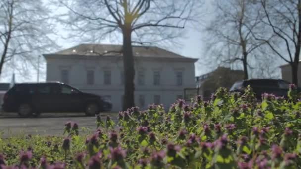 在德国奥尔登堡的春天的花丛中射中了一些车辆 — 图库视频影像