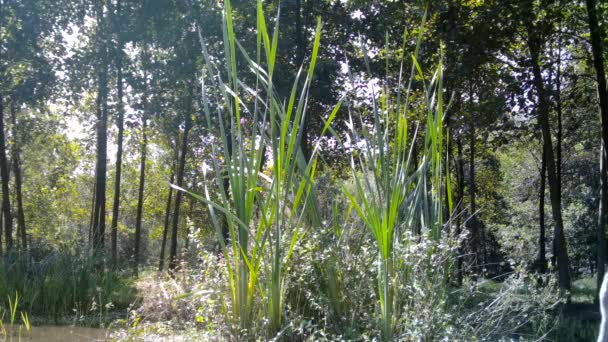 Grey Heron Stäng View Forest Durign Day — Stockvideo