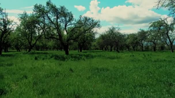 Vanuit Lucht Zicht Plantagebomen Die Naar Voren Bewegen Laag Vliegen — Stockvideo