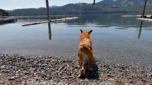 Cão Perseguindo Vara Belo Lago Com Céus Azuis Câmera Lenta — Vídeo de Stock