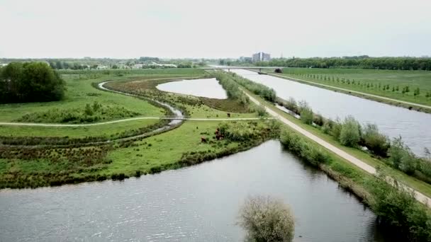 Nagranie Dronów Latających Blisko Dzikich Krów Pobliżu Rzeki Kanału — Wideo stockowe