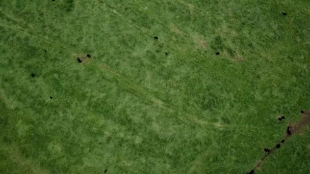 Tarladaki Kara Koyunun Kuş Bakışı Görüntüsü Drone Ile Çekilen — Stok video