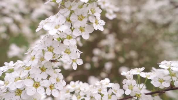 Close Van Kleine Delicate Witte Bloemen Het Voorjaar — Stockvideo