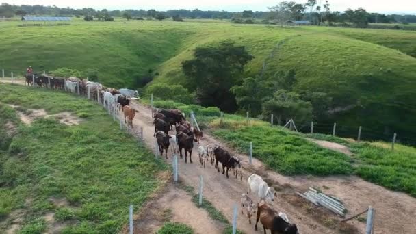 Drone Tiro Bando Vacas Seus Bezerros Sendo Rebanho Uma Fazenda — Vídeo de Stock