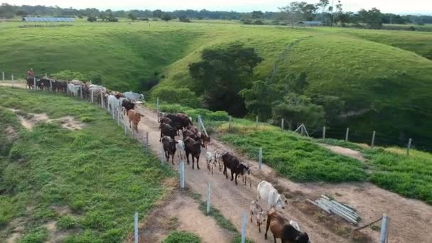 Drone Shot Troupeau Vaches Leurs Veaux Étant Troupeau Dans Une — Video