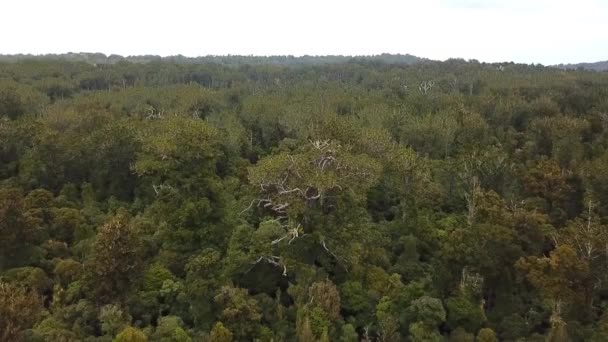 Flygfoto Gigantisk Kauri Träd Waipoua Forest Nya Zeeland — Stockvideo