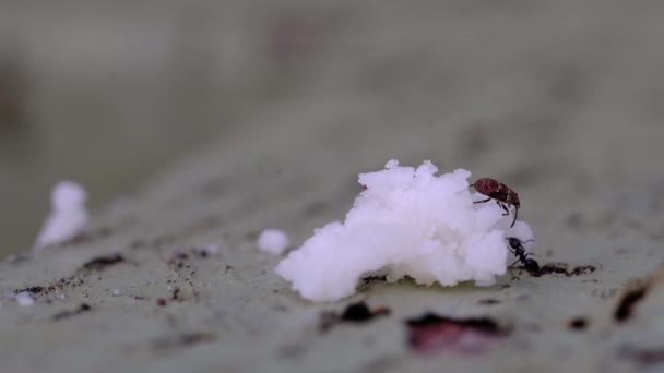 설탕을 개미들의 매크로 클로즈업 — 비디오