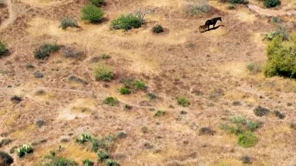 在亚利桑那州斯科茨代尔市 空中飞越麦克道尔山 保护索诺兰沙漠 那里有一匹野马和它的马驹正在吃干草和植被 野生动物 — 图库视频影像