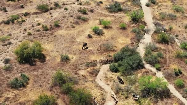 在亚利桑那州斯科茨代尔市Mcdowell山保护区 空中旋转缓慢 小野马和它们的狐狸在沙漠中吃草的声音从很高的角度传来 野生生物 — 图库视频影像