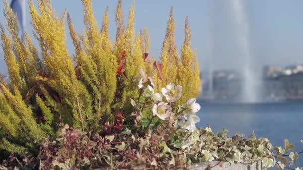 Fleurs Ville Pot Près Des Eaux Lac Leman Genève Avec — Video