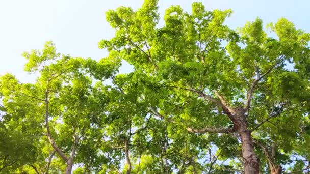 Hafif Meltemde Bir Ağacın Gökyüzüne Bakan Görüntüsü — Stok video