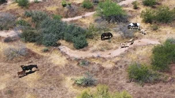 Kleine Herde Von Wildpferden Aus Der Luft Drei Stuten Drei — Stockvideo