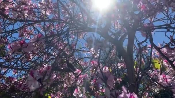 Magnolia Rosa Blommor Träd Och Sol Facklor — Stockvideo