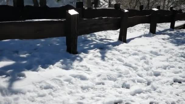 走在雪地里的一个木栅栏旁边 — 图库视频影像