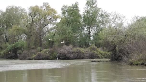 Маленькие Белые Цапли Летают Над Водой Дельта Дуная Заповедник Реке — стоковое видео