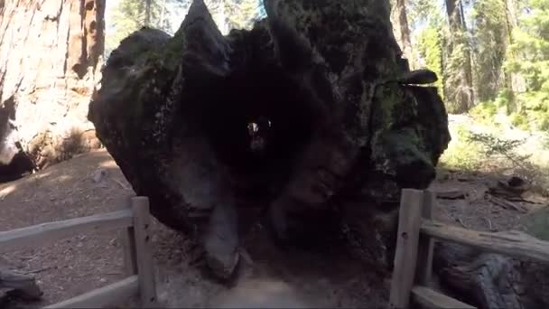 Caminando Dentro Árbol Gigante Sequoia Parque Nacional Kings Canyon — Vídeos de Stock