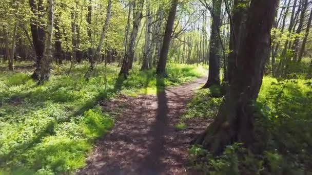 Lesní Cesta Zelené Stromy Letět Dronem Lesem Zelený Les Pomalý — Stock video