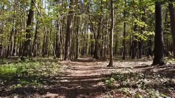 Caminho Florestal Árvores Verdes Voar Drone Através Uma Floresta Floresta — Vídeo de Stock