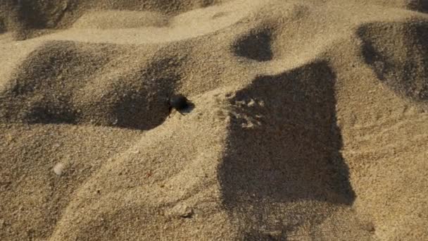 Escarabajo Caminando Sobre Arena Una Playa — Vídeos de Stock