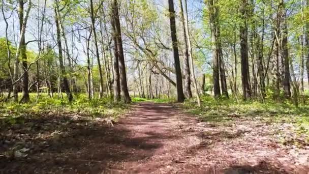 Lesní Cesta Zelené Stromy Letět Dronem Lesem Zelený Les Pomalý — Stock video