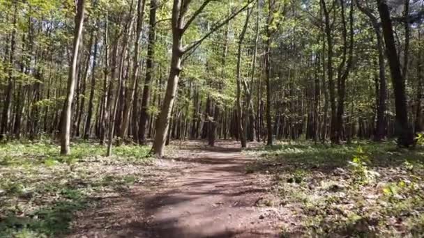 Percorso Forestale Alberi Verdi Far Volare Drone Attraverso Una Foresta — Video Stock