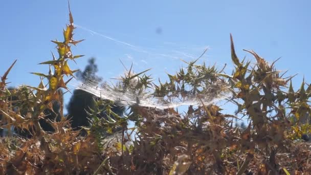 Spider Web Set Diplotaxis Plants — Stock Video